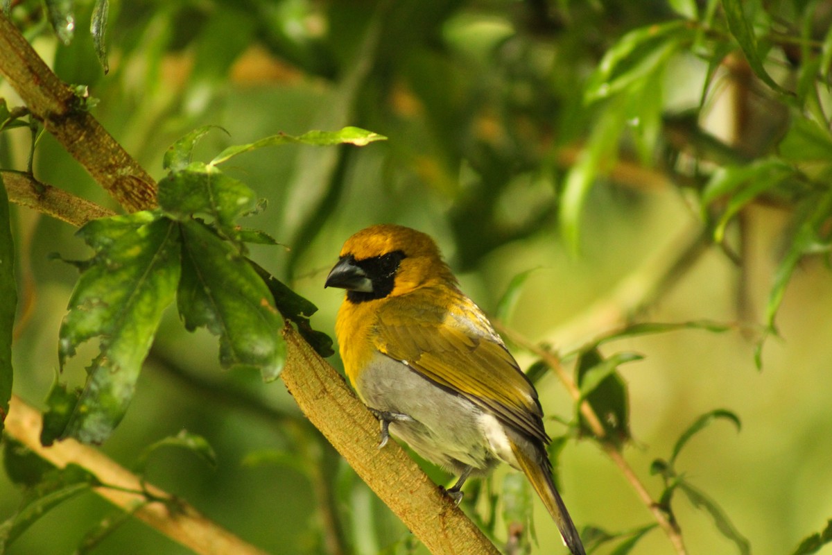 シロハラキミドリイカル - ML643313322