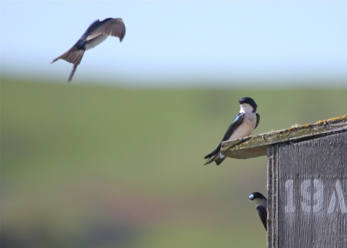 Tree Swallow - ML643313341