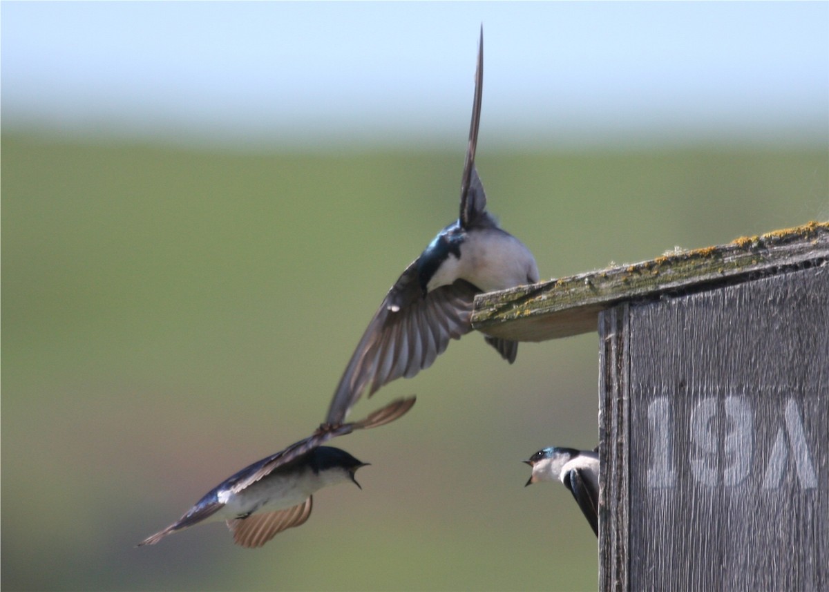 Tree Swallow - ML643313342