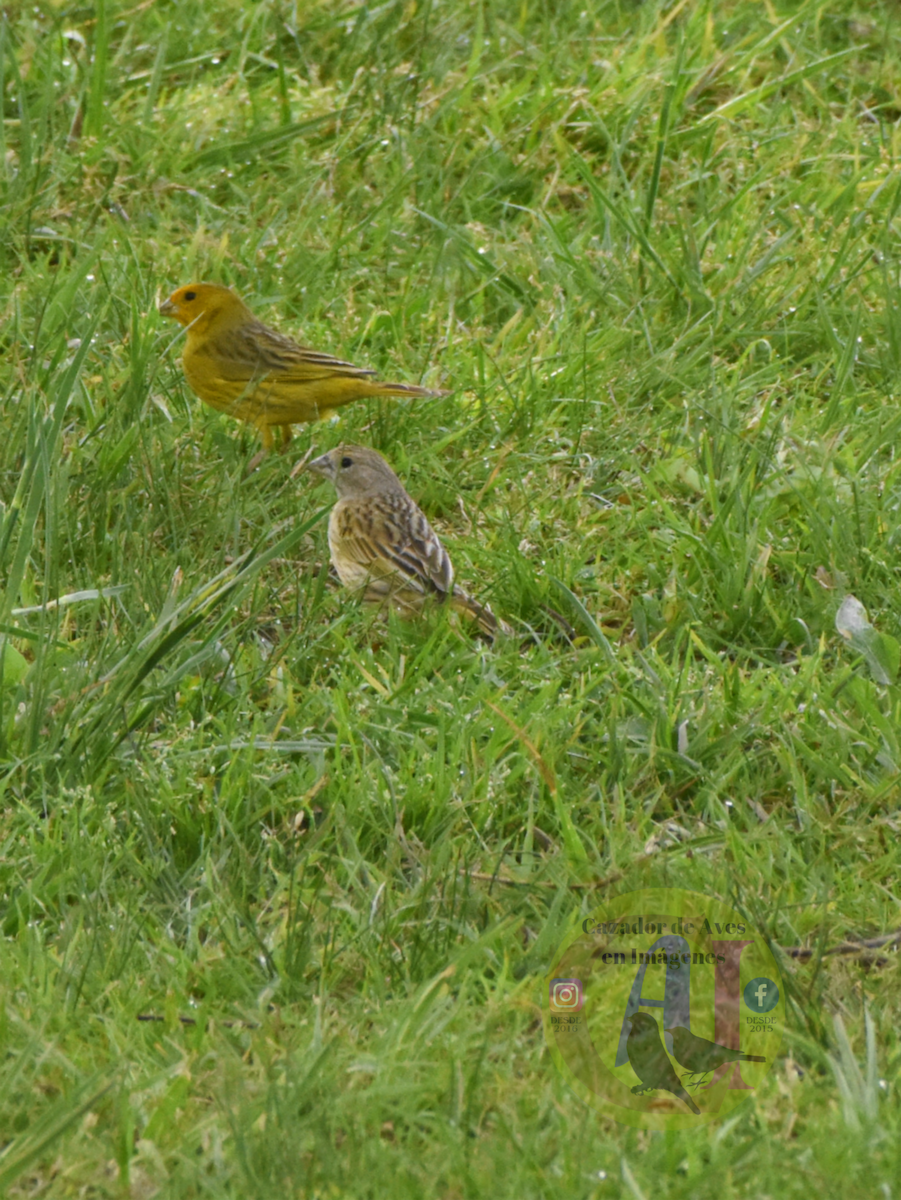 Saffron Finch - ML643313361