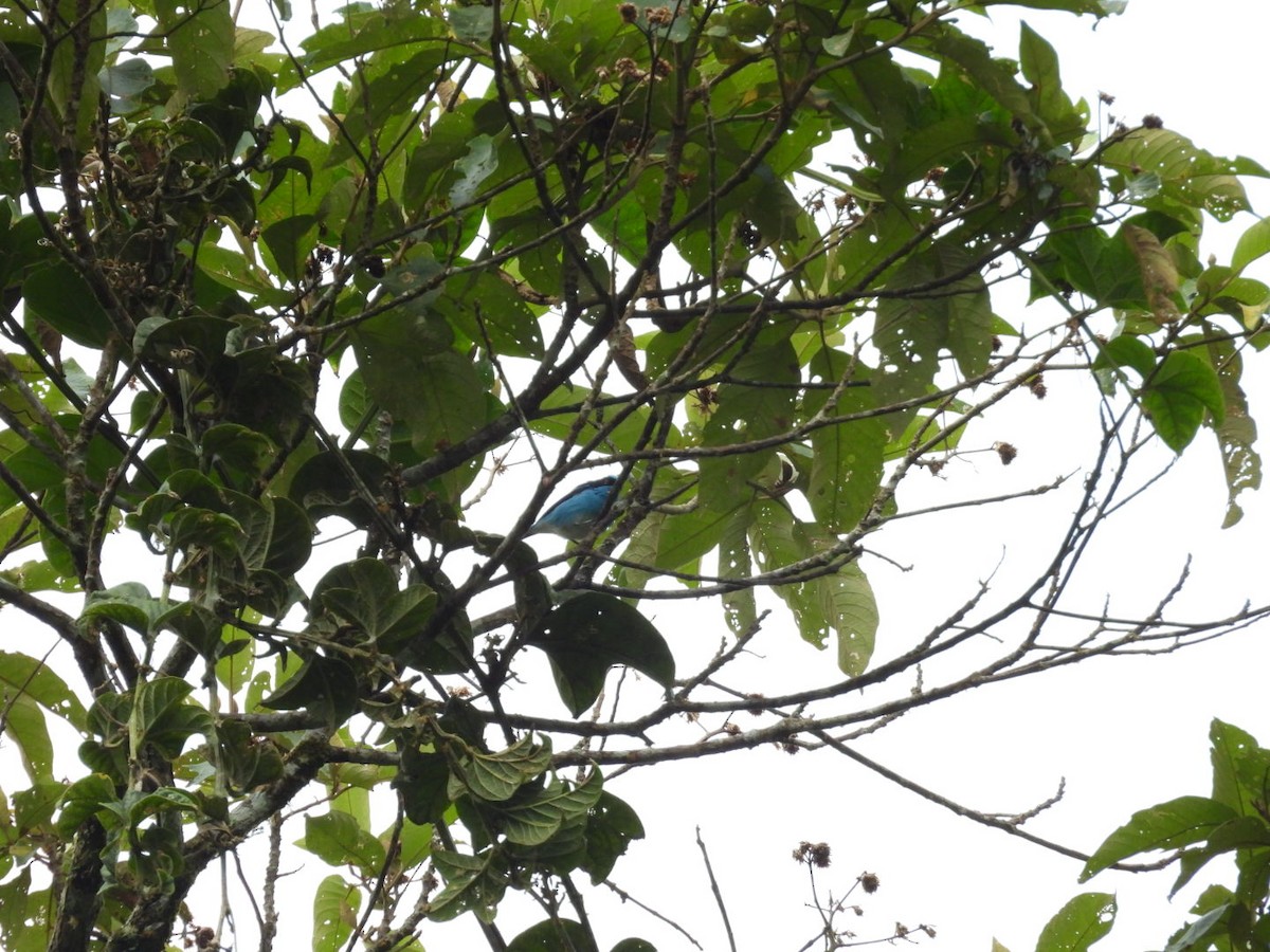 Black-faced Dacnis - ML643313377