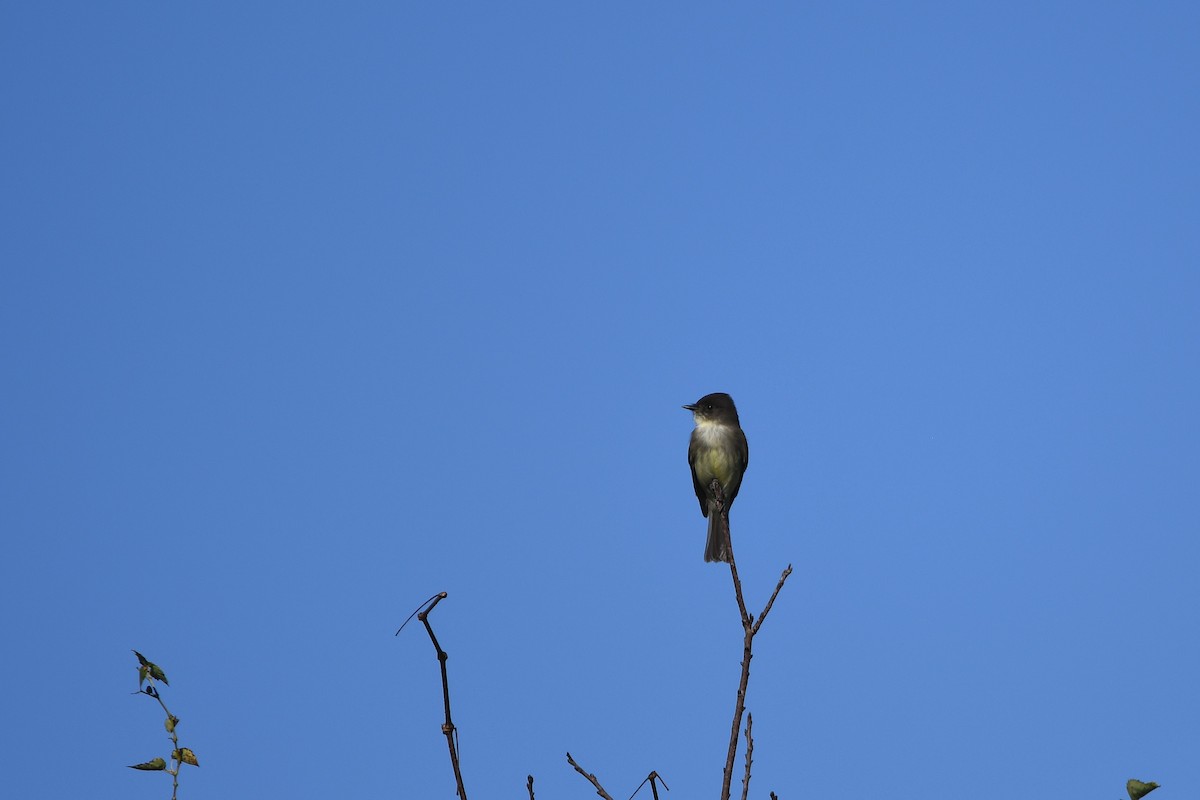Eastern Phoebe - ML643313385