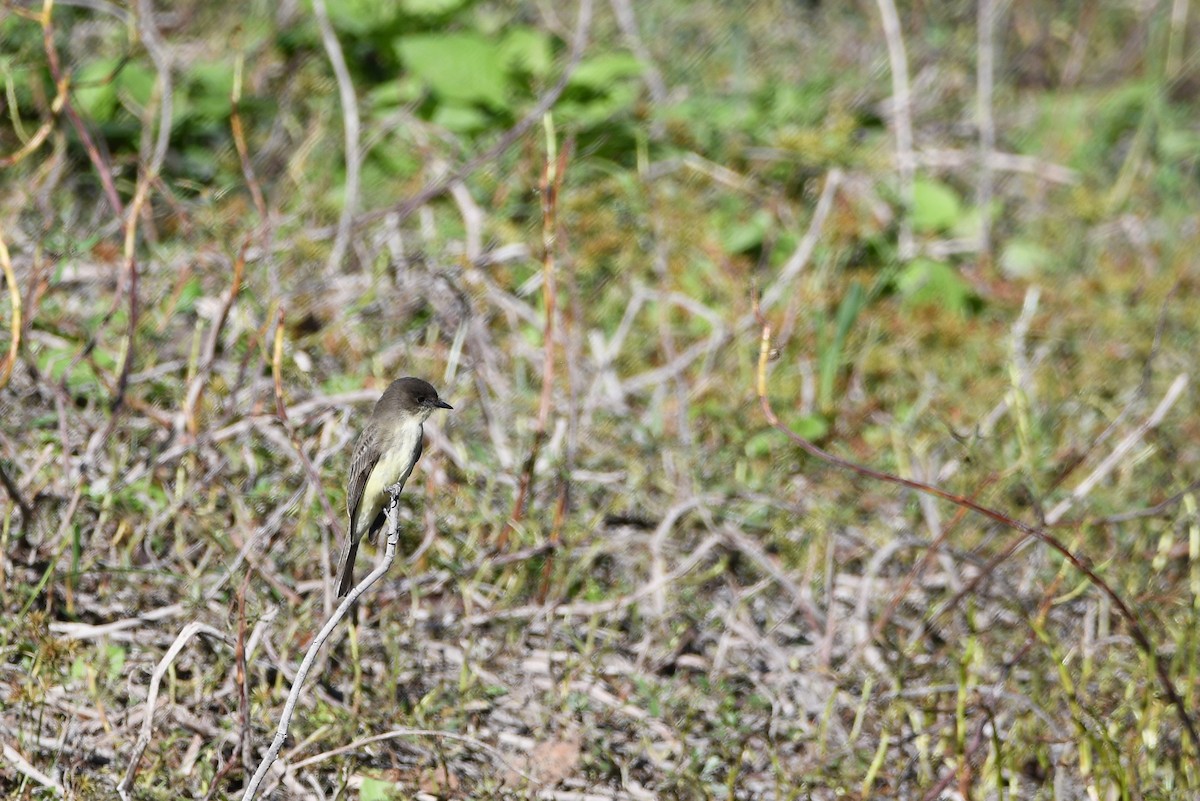 Eastern Phoebe - ML643313386