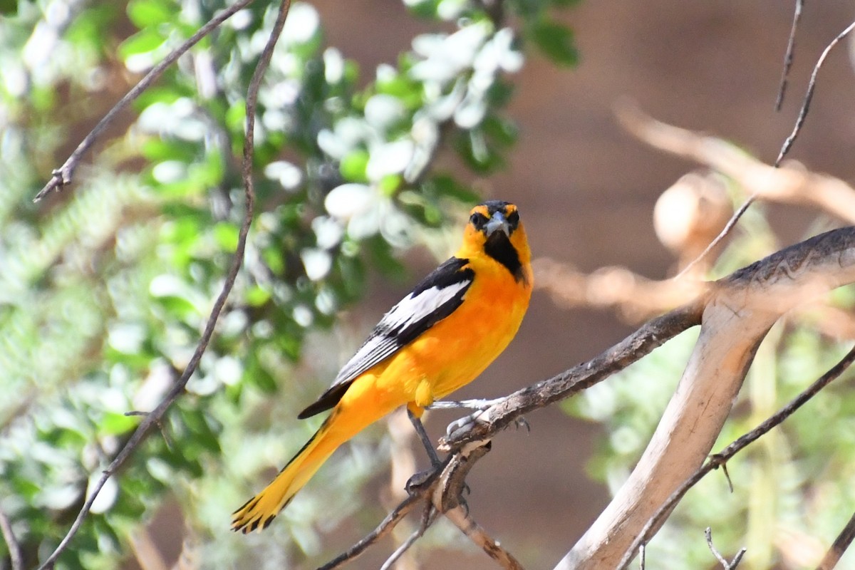 Bullock's Oriole - ML643313388