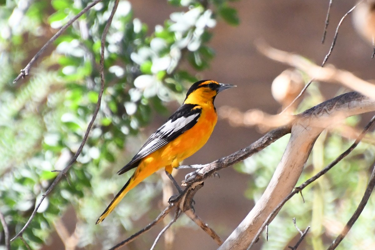 Bullock's Oriole - ML643313397