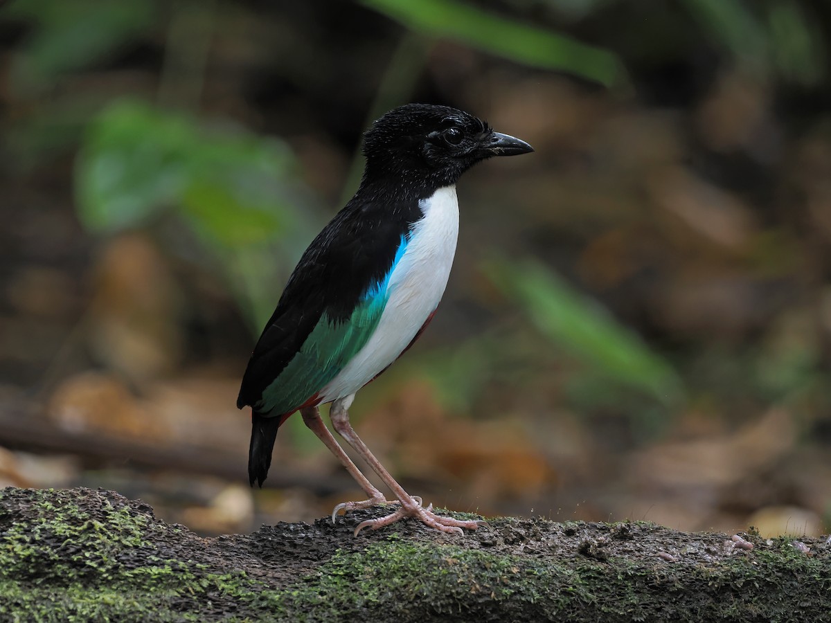 Ivory-breasted Pitta (Ivory-breasted) - ML643313401