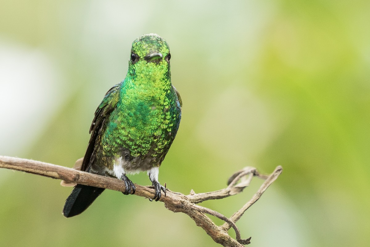 Green-crowned Brilliant - ML643313414