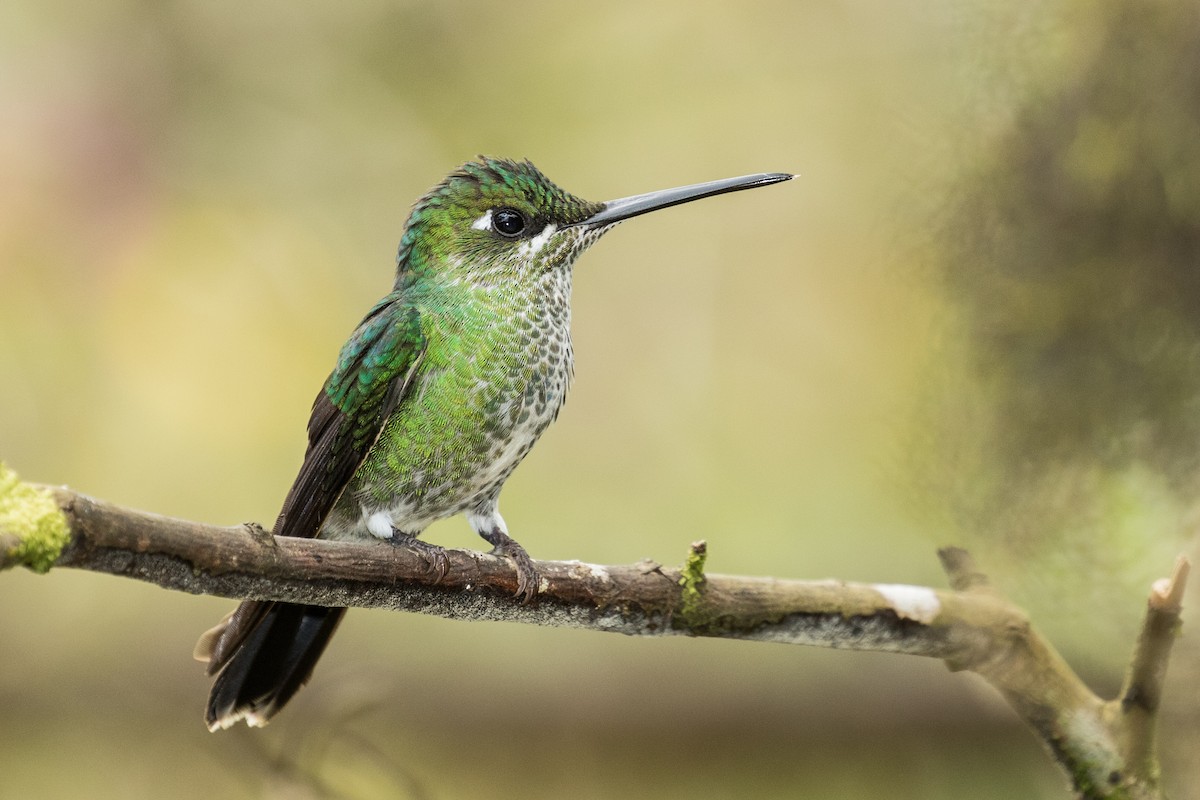 Green-crowned Brilliant - ML643313415