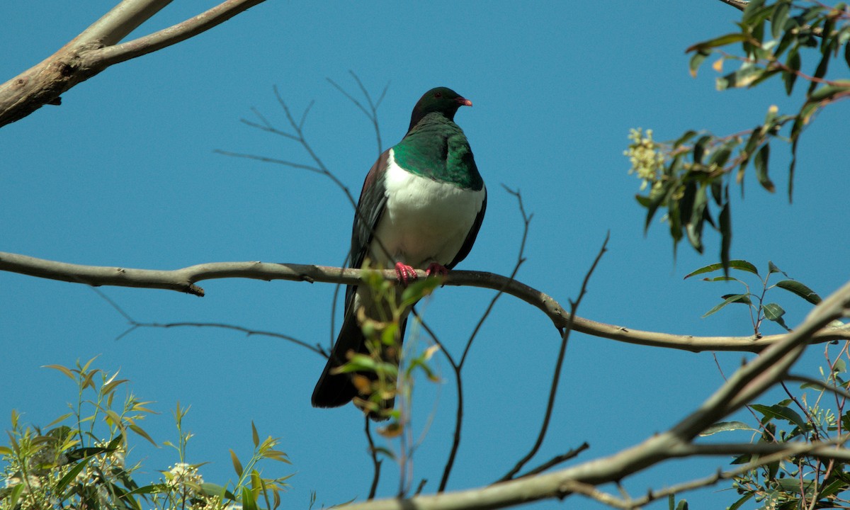 New Zealand Pigeon - ML643313416