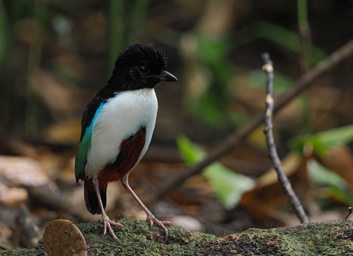 Ivory-breasted Pitta (Ivory-breasted) - ML643313421