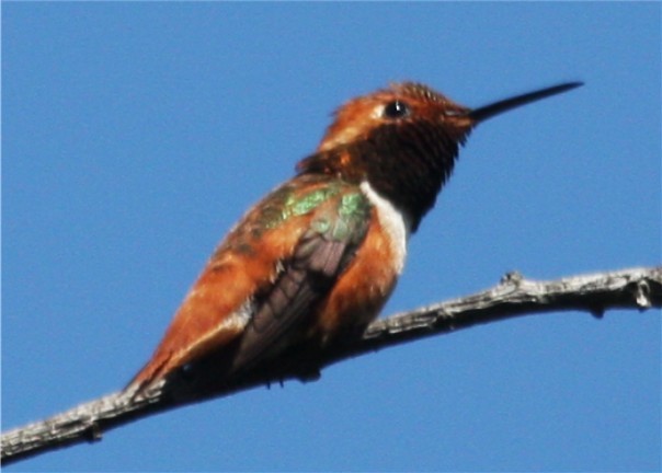 Rufous/Allen's Hummingbird - ML643313424
