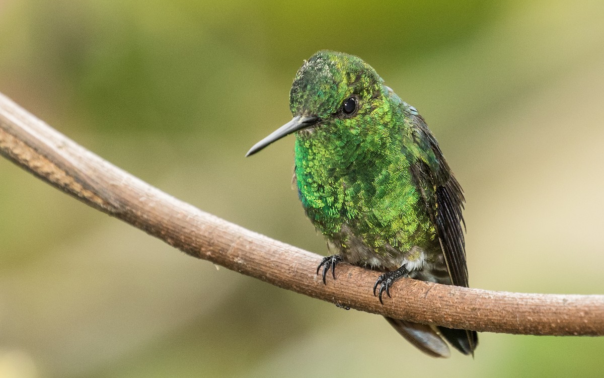 Green-crowned Brilliant - ML643313432