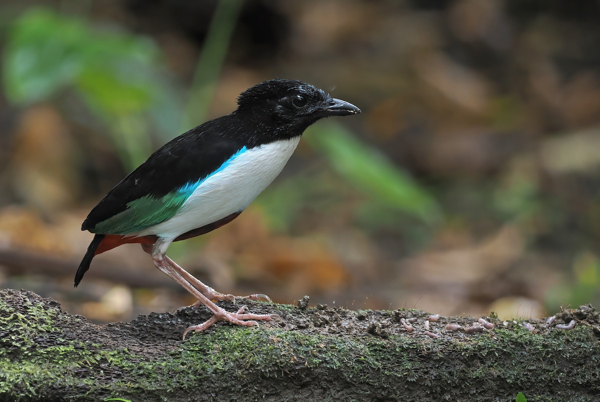 Ivory-breasted Pitta (Ivory-breasted) - ML643313436