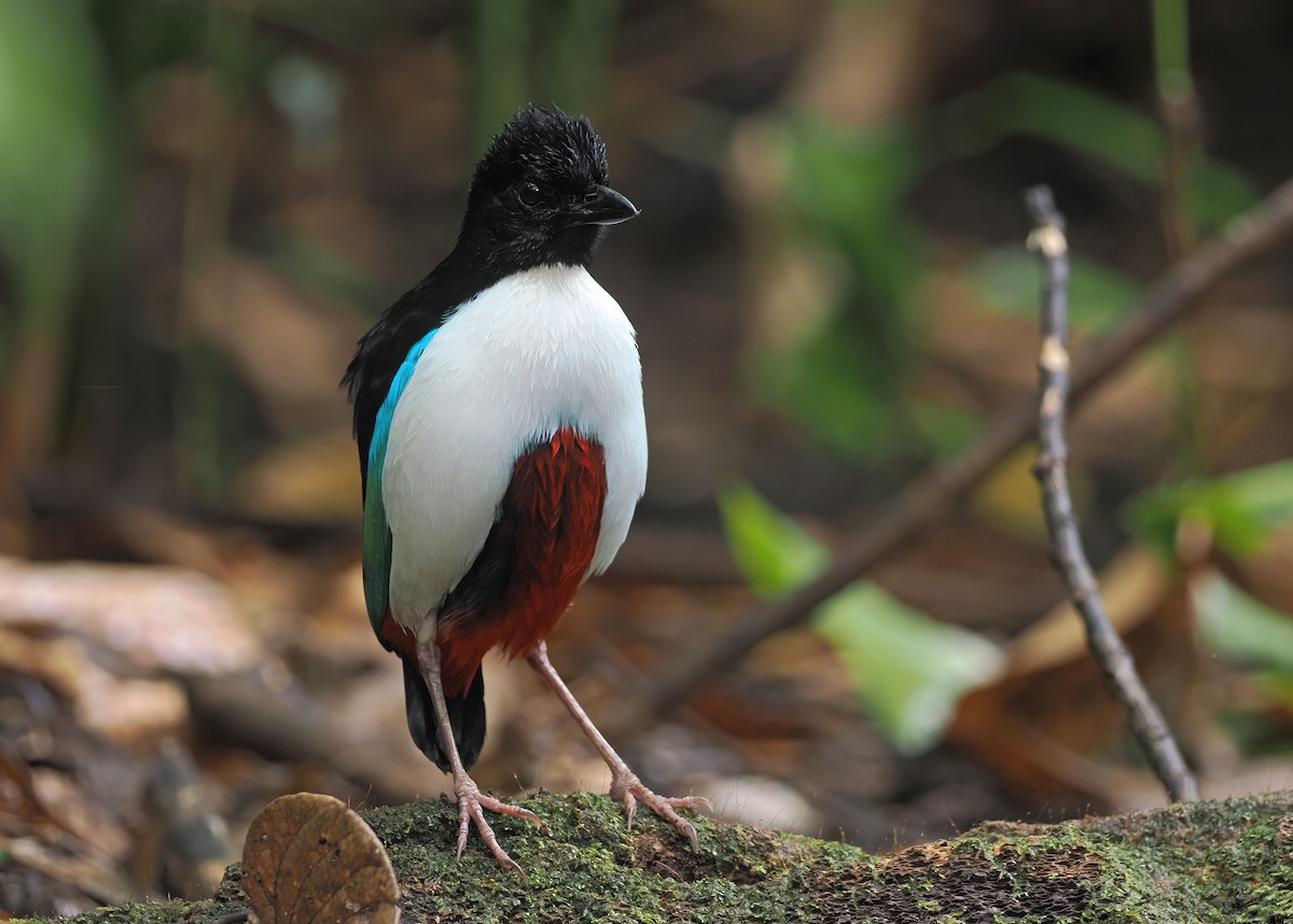 Ivory-breasted Pitta (Ivory-breasted) - ML643313445