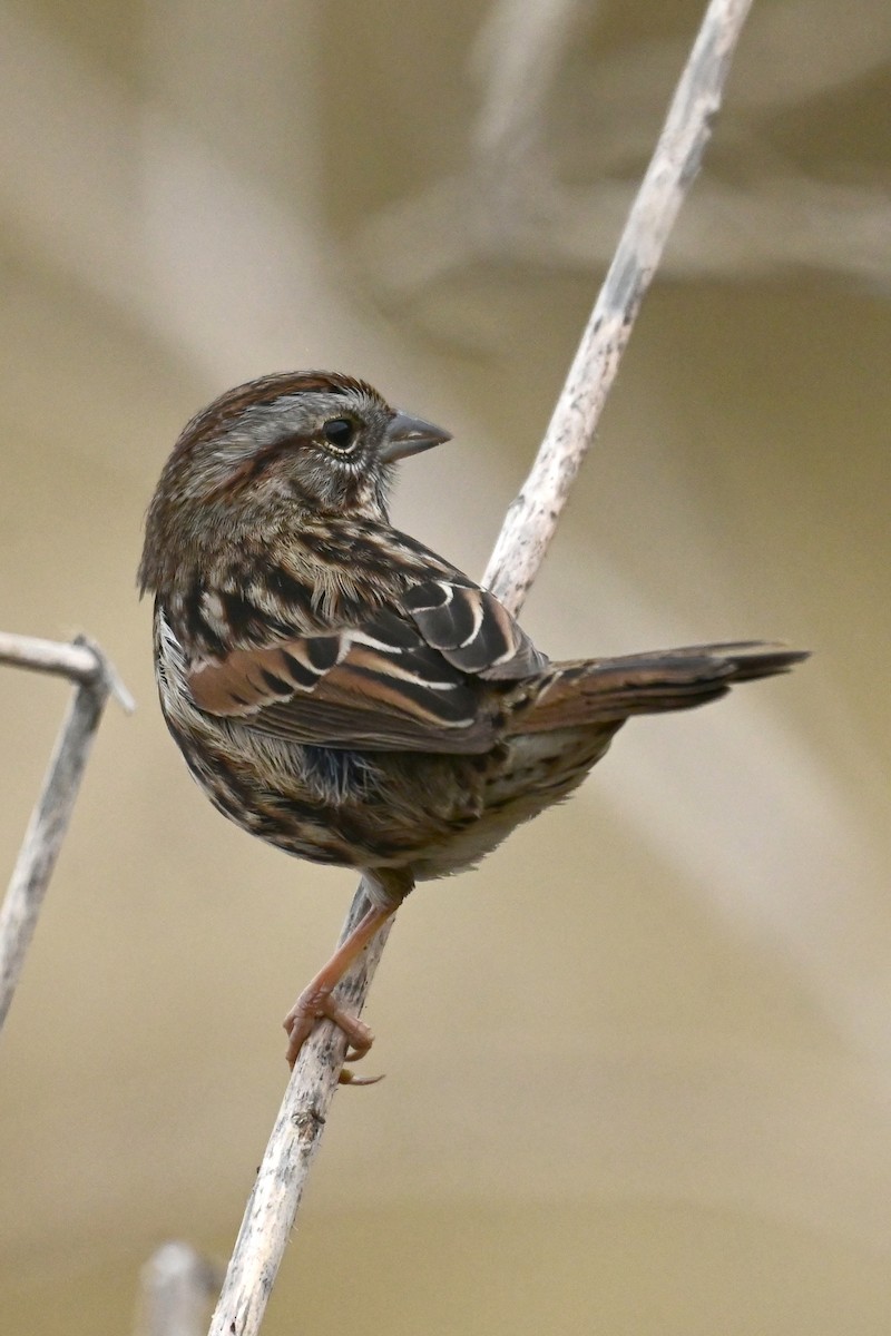 Song Sparrow (heermanni Group) - ML643313452