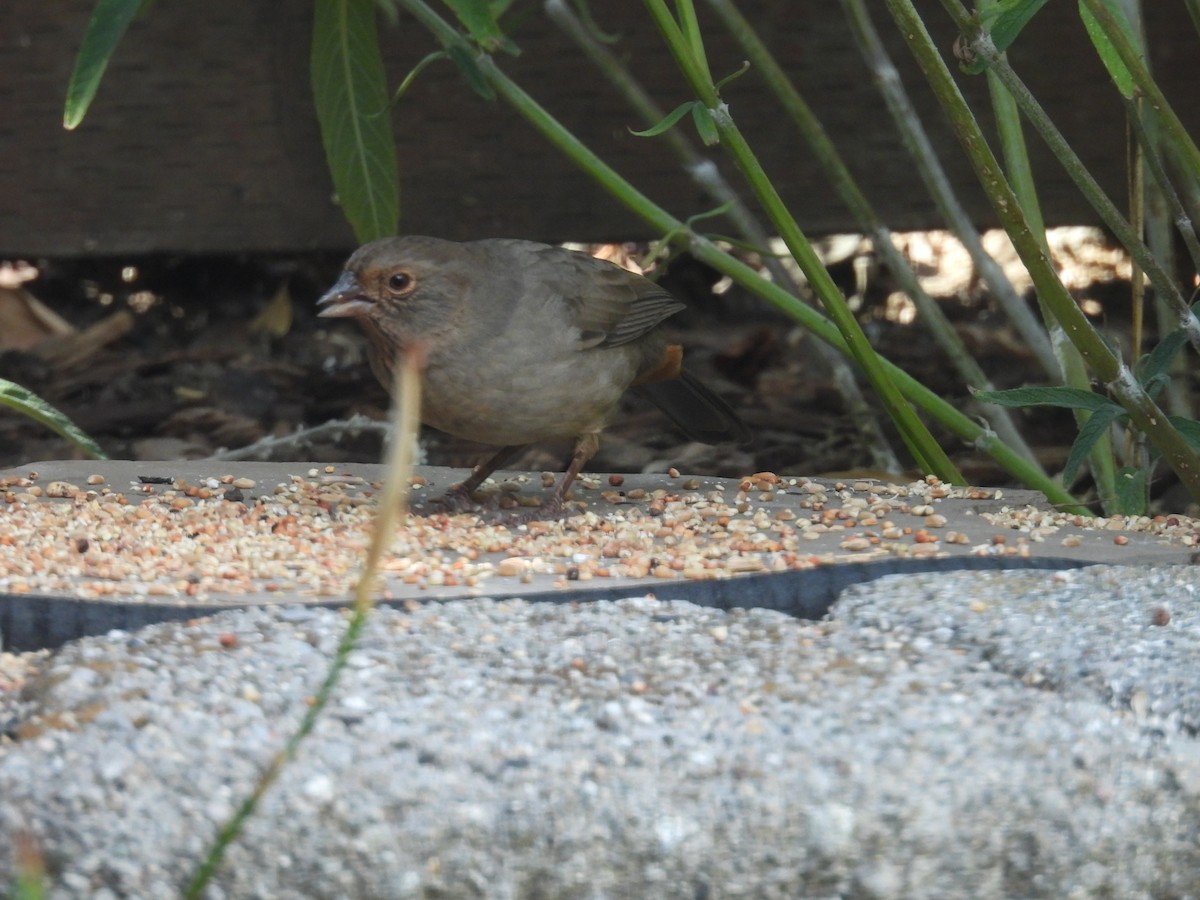 California Towhee - Denise & David Hamilton
