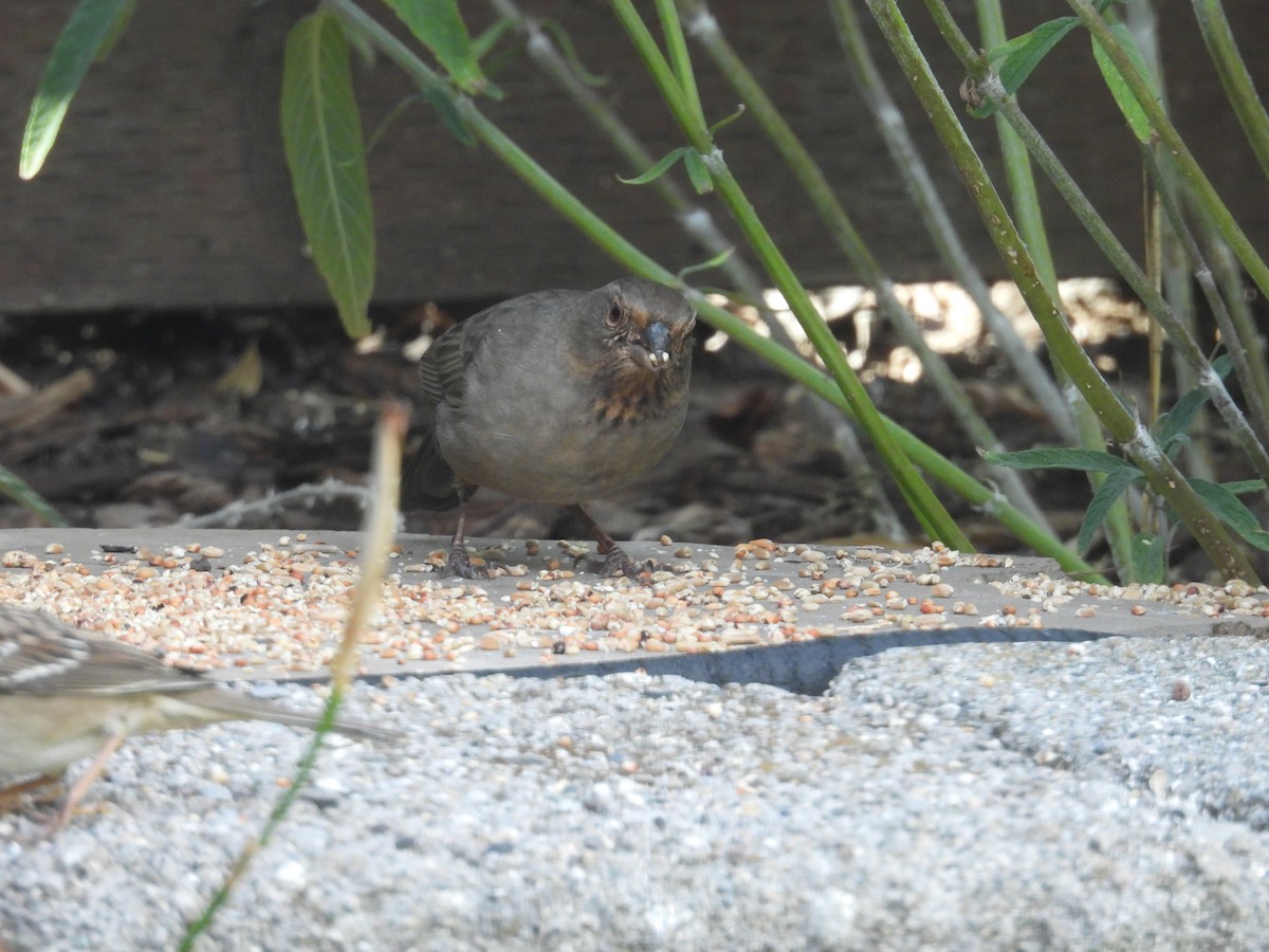 California Towhee - Denise & David Hamilton