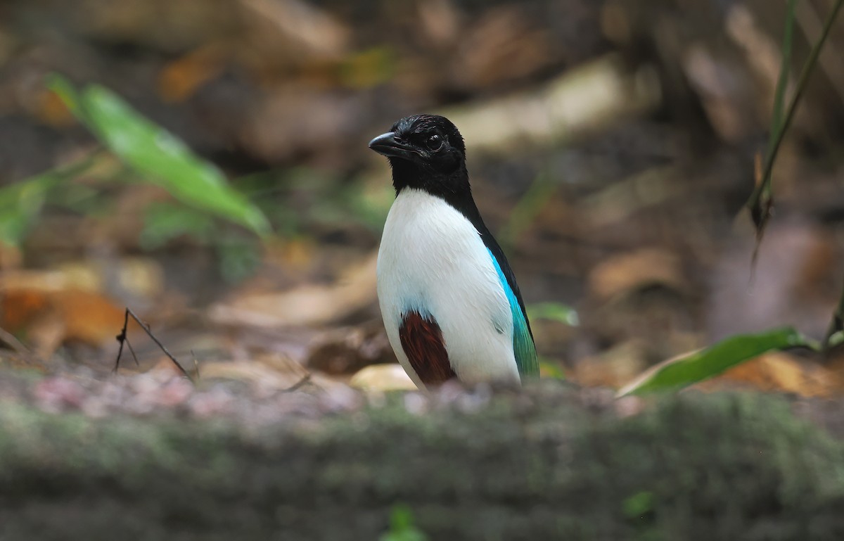 Ivory-breasted Pitta (Ivory-breasted) - ML643313469