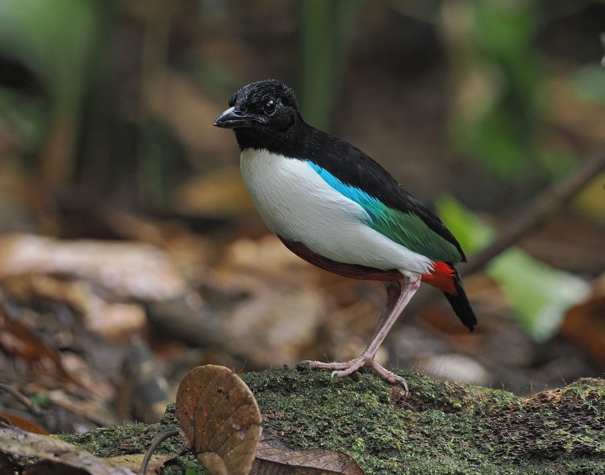Ivory-breasted Pitta (Ivory-breasted) - ML643313470