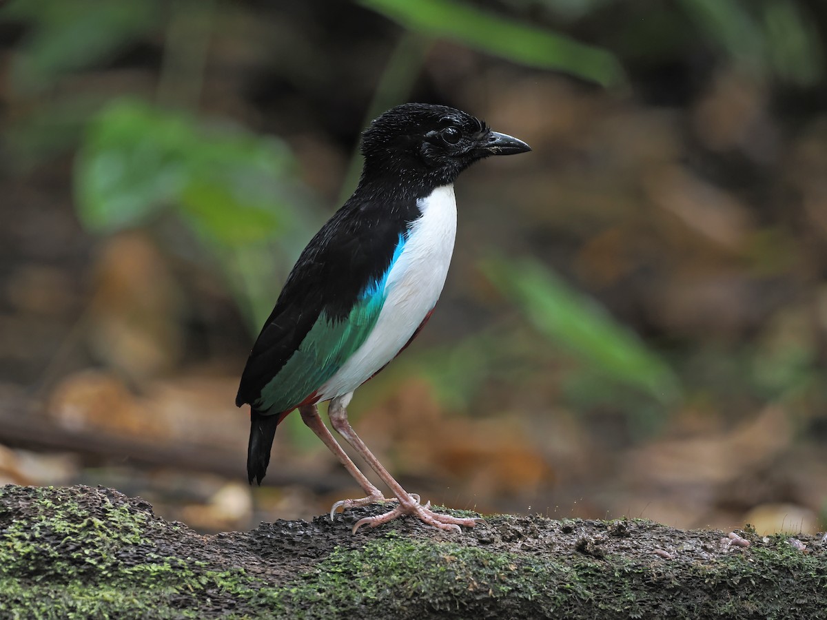 Ivory-breasted Pitta (Ivory-breasted) - ML643313471