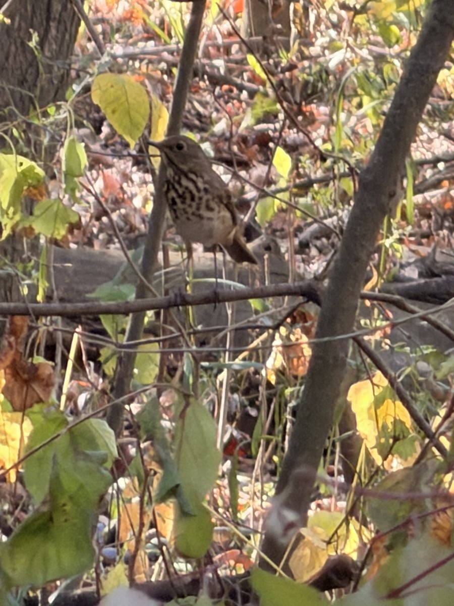 Hermit Thrush - ML643313507