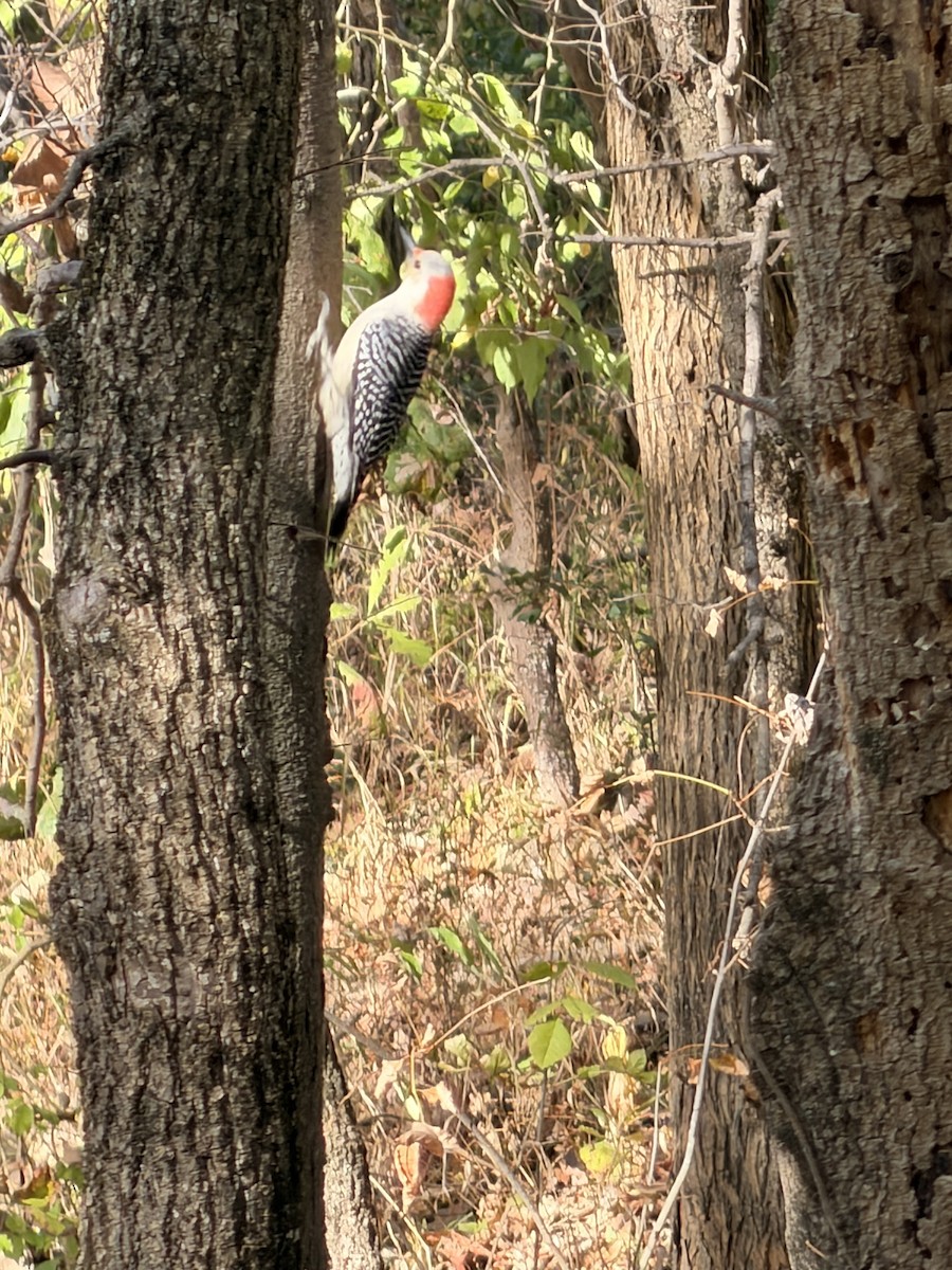Red-bellied Woodpecker - ML643313524