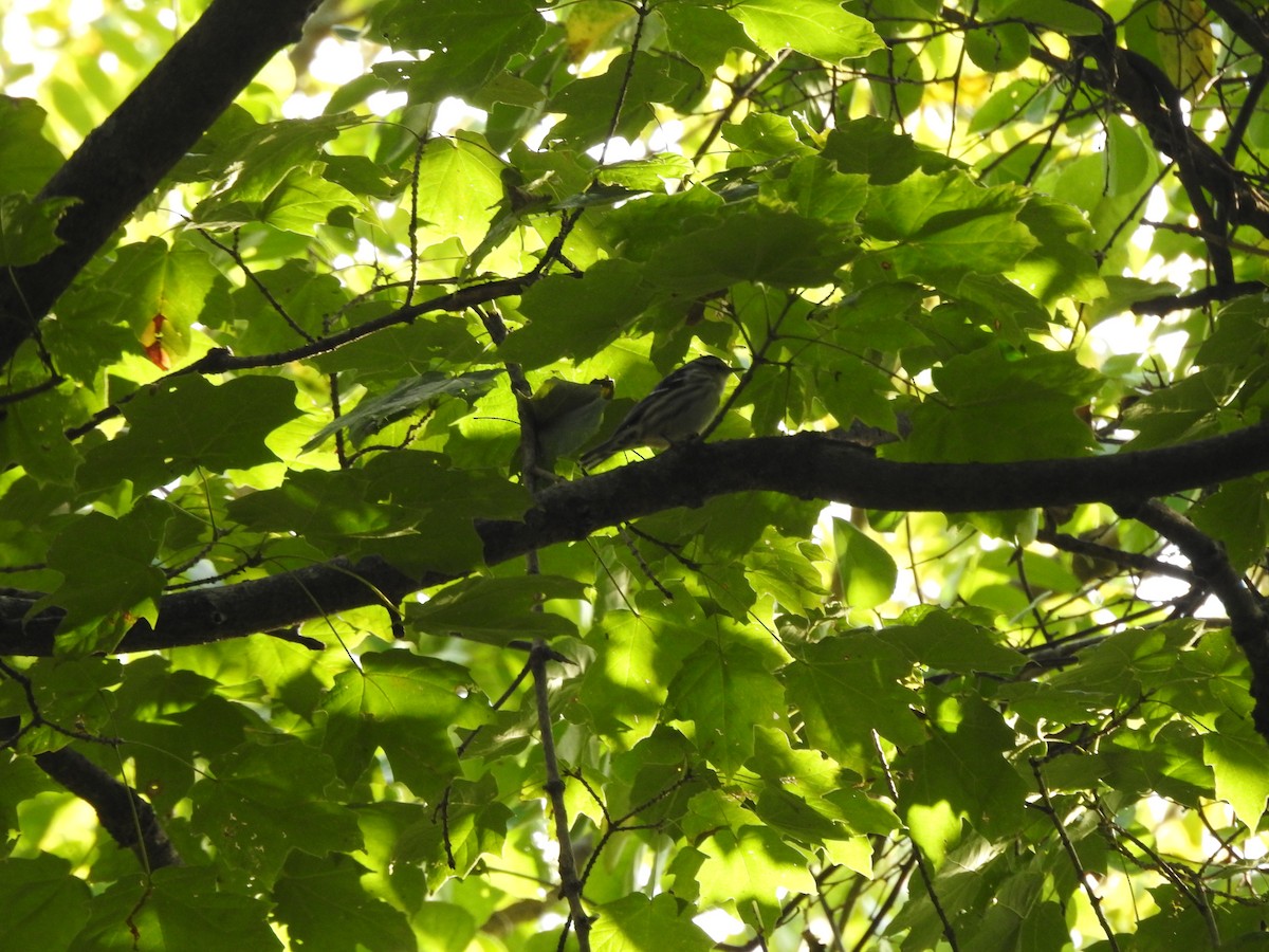 Black-and-white Warbler - ML643313536