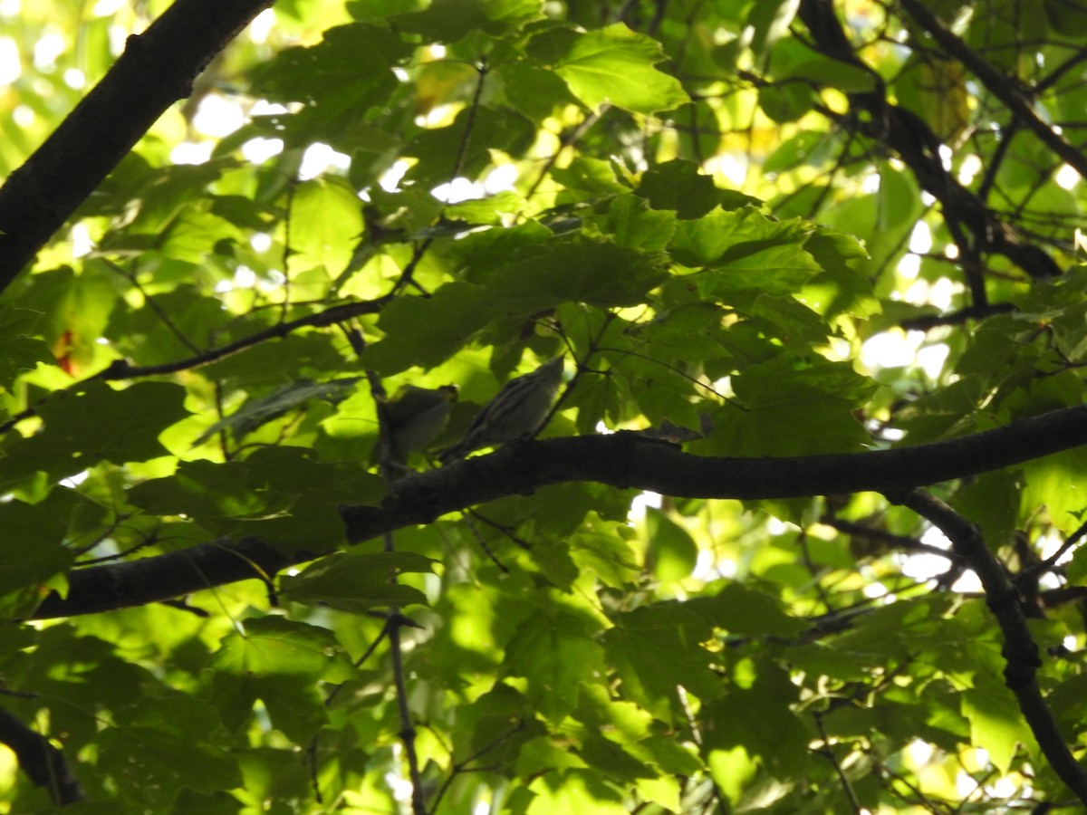 Black-and-white Warbler - ML643313537