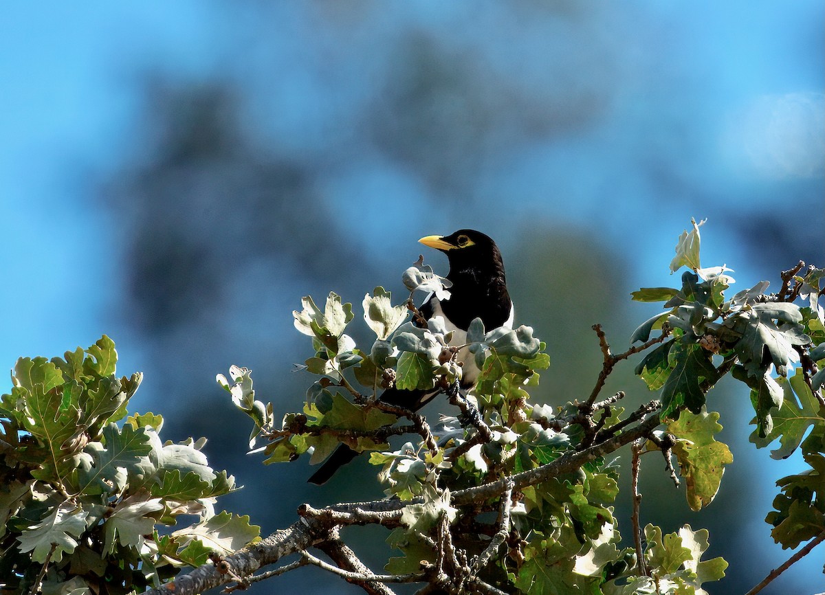 Yellow-billed Magpie - ML643313547