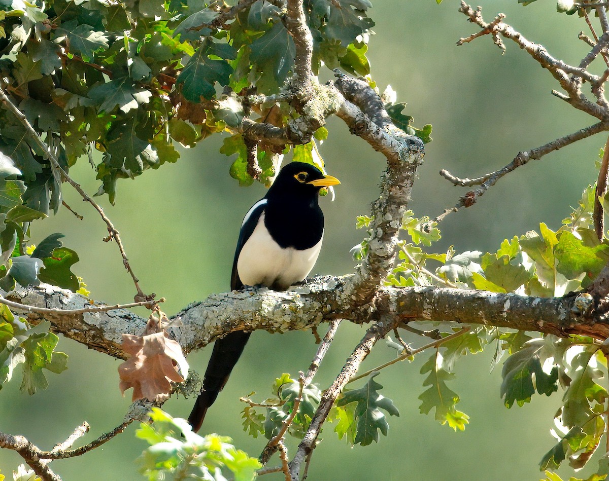 Yellow-billed Magpie - ML643313548