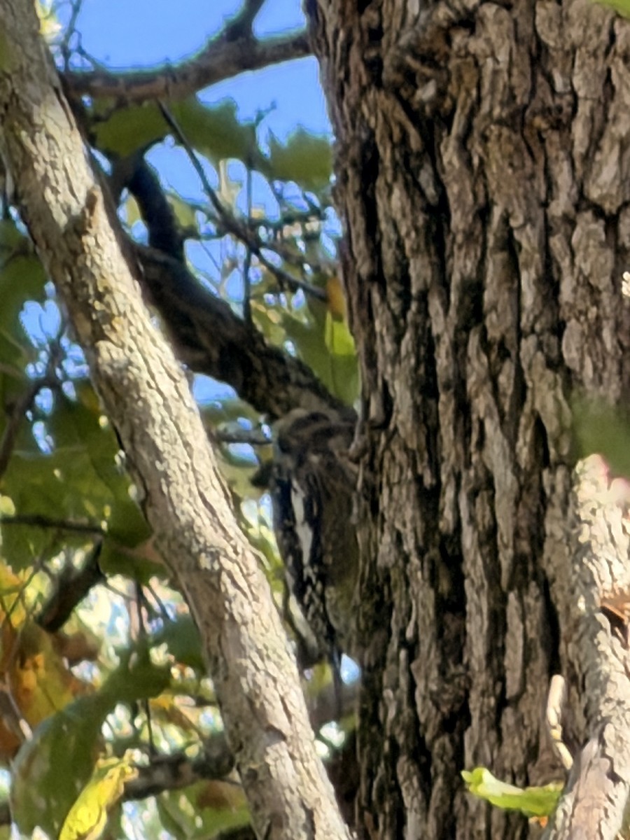 Yellow-bellied Sapsucker - ML643313570