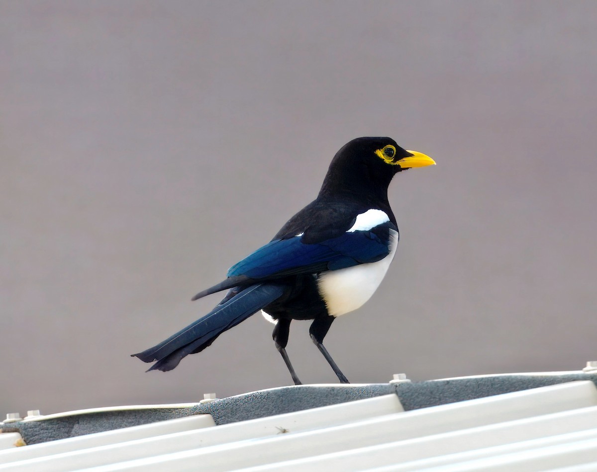 Yellow-billed Magpie - ML643313572