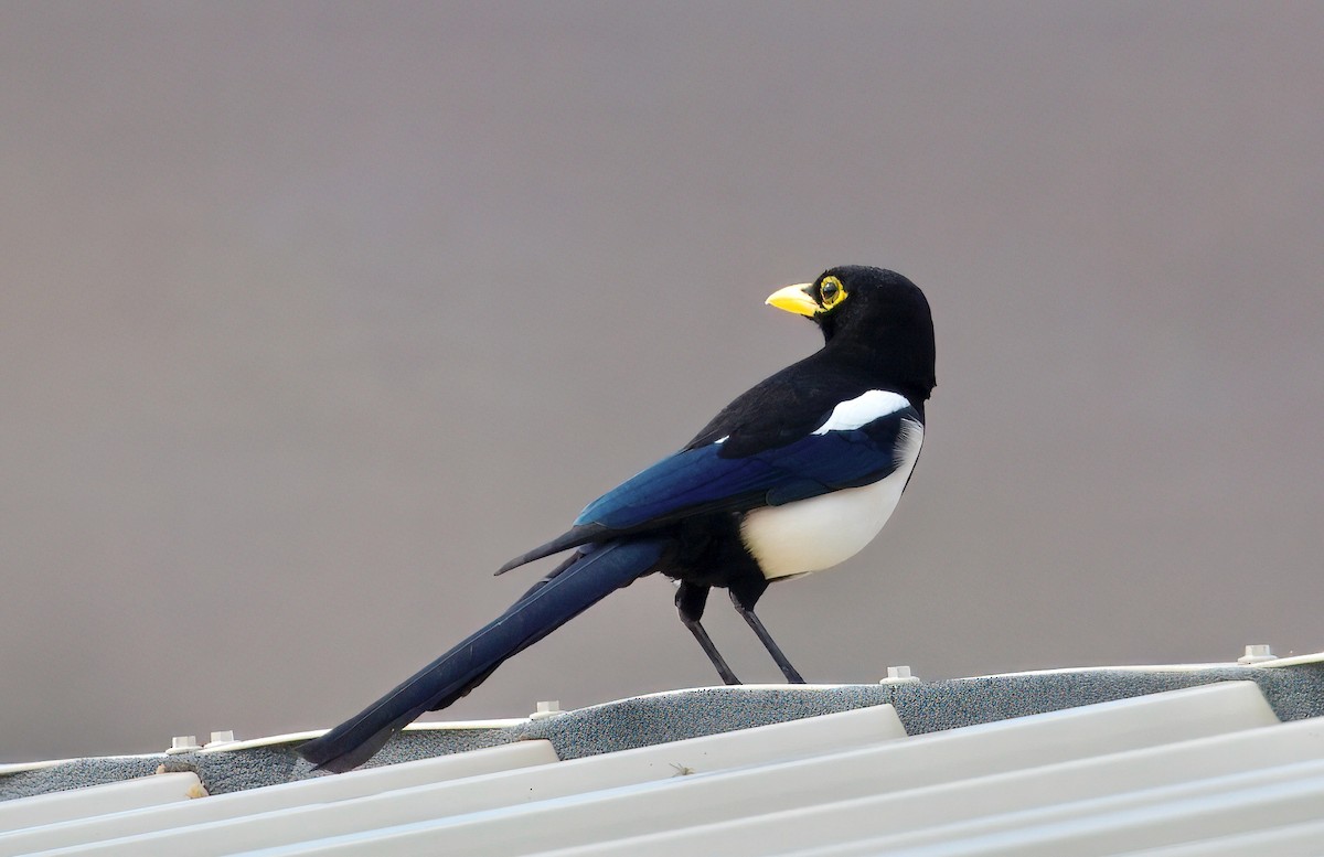 Yellow-billed Magpie - ML643313573