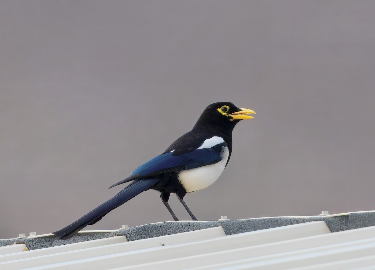 Yellow-billed Magpie - ML643313574
