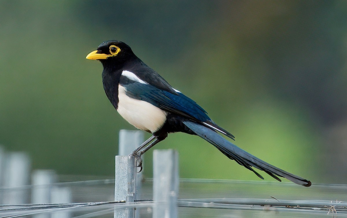 Yellow-billed Magpie - ML643313575