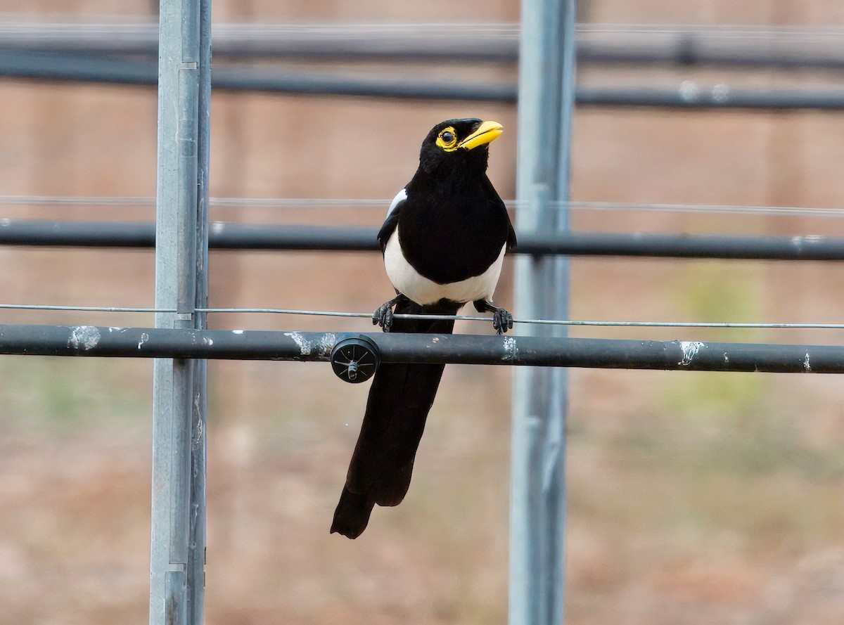 Yellow-billed Magpie - ML643313576