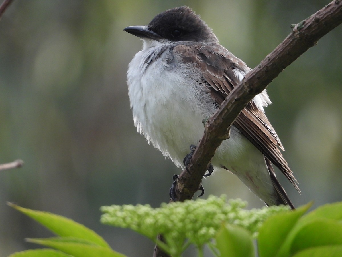 Eastern Kingbird - ML643313581
