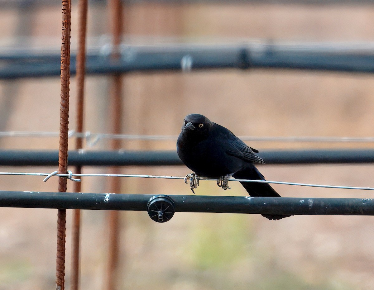 Brewer's Blackbird - ML643313588