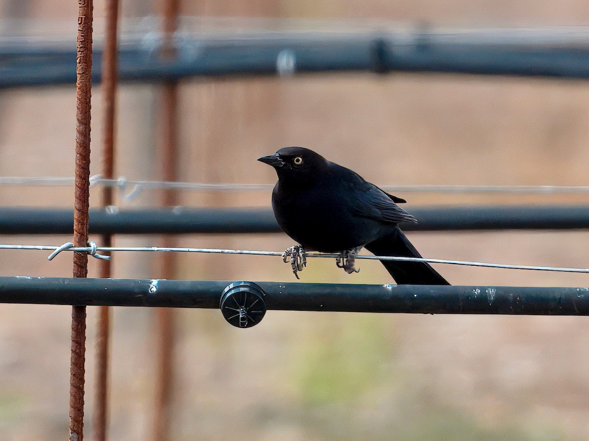 Brewer's Blackbird - ML643313589