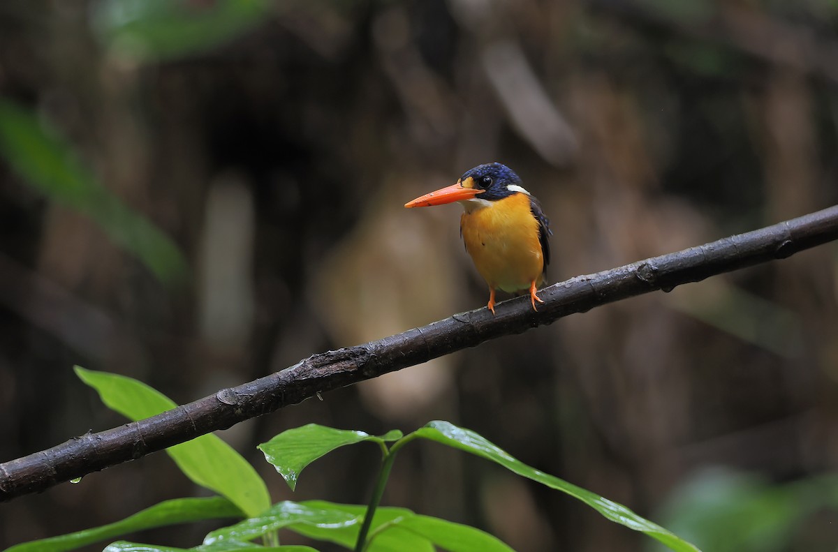 Moluccan Dwarf-Kingfisher (North Moluccan) - ML643313591