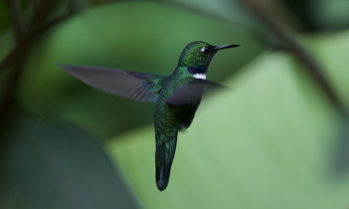 White-throated Daggerbill - ML643313595