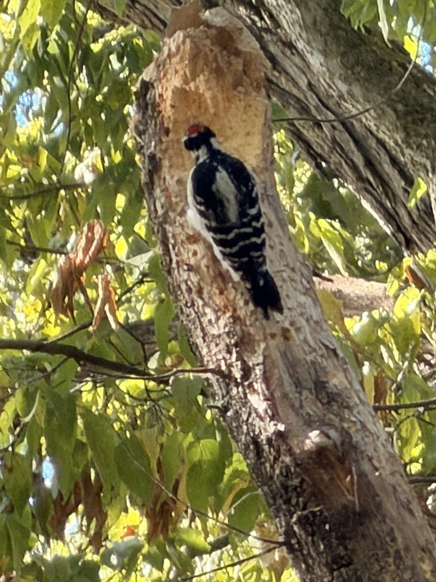 Hairy Woodpecker - ML643313613