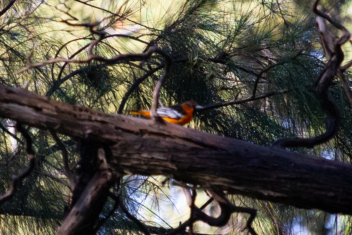 Bullock's Oriole - ML643313617