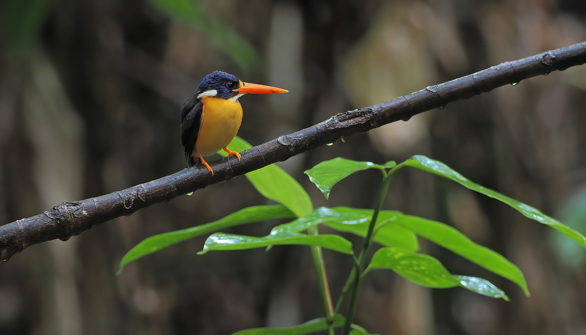 Moluccan Dwarf-Kingfisher (North Moluccan) - ML643313627