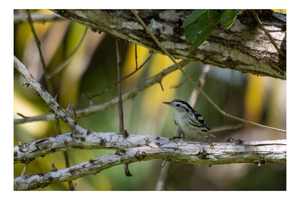Black-and-white Warbler - ML643313630