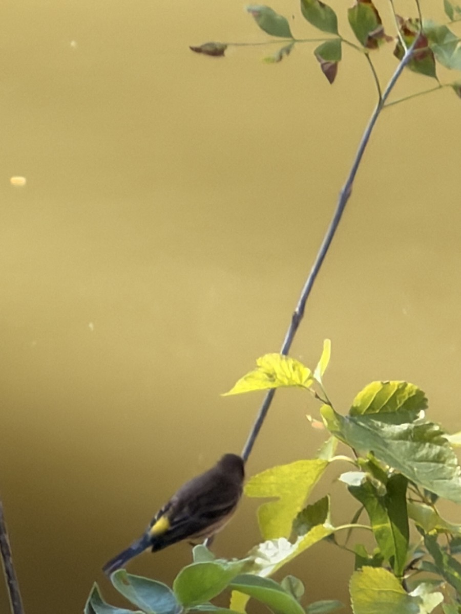 Yellow-rumped Warbler - ML643313636