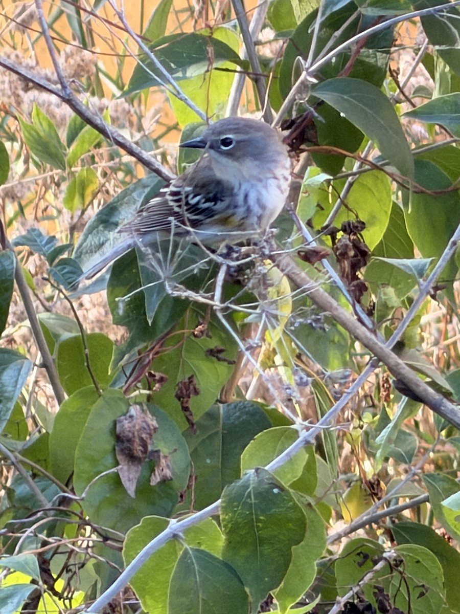 Yellow-rumped Warbler - ML643313637