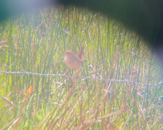Grass Wren - ML643313666