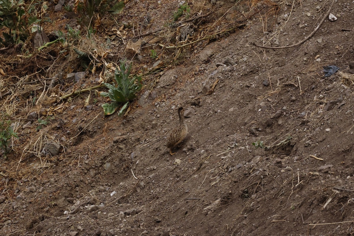 Tinamou des Andes - ML643313673