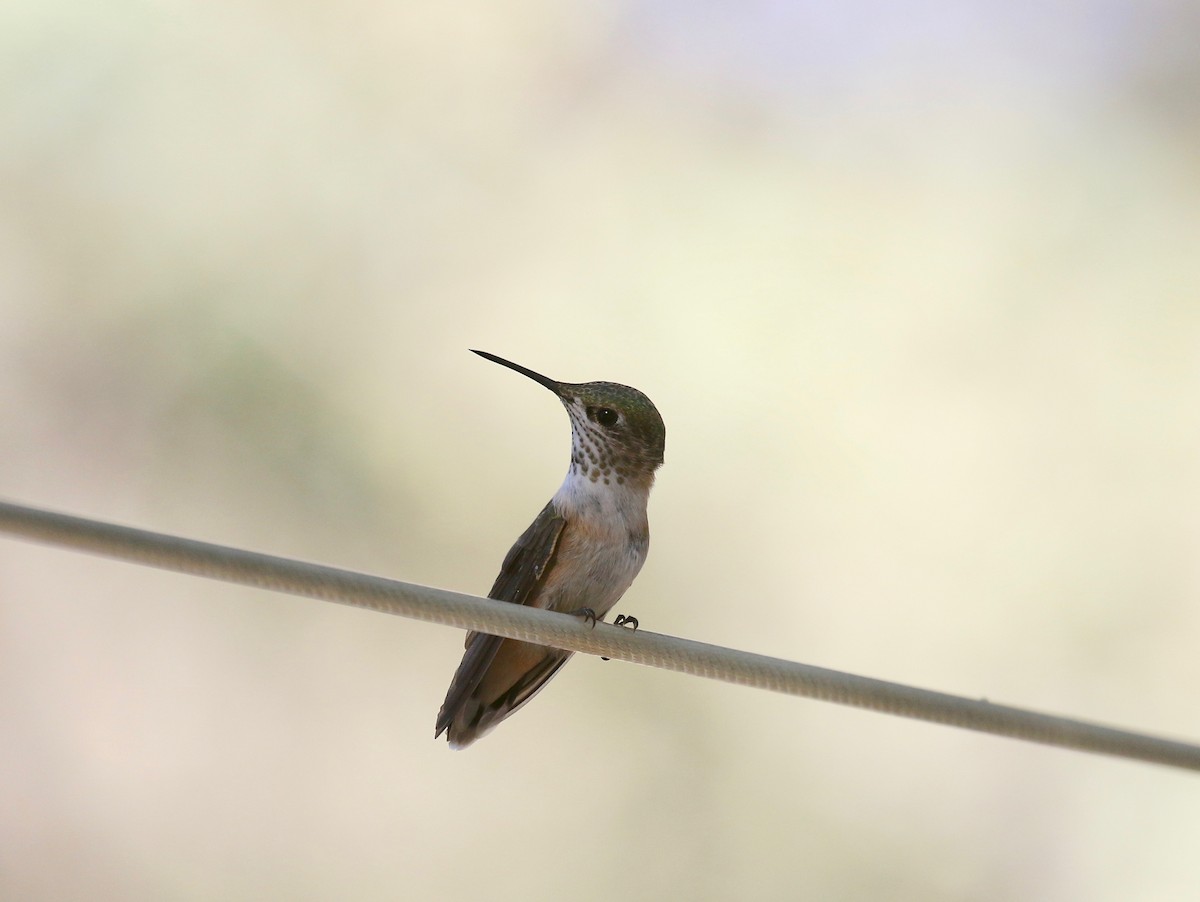 Rufous Hummingbird - ML643313694